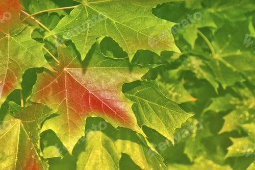 Preview: Autumn Landscape With Bright Colorful Foliage. Indian Summer. Leaves