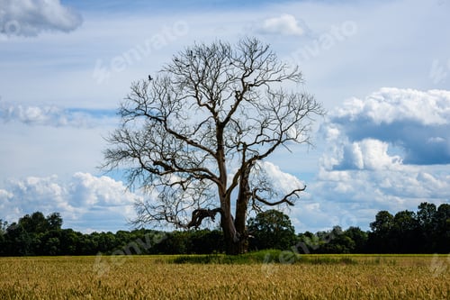 Preview: Single Large Tree In The Middle Of Green Meadow Pasture In Country
