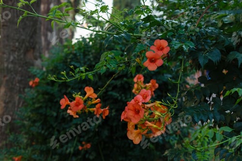 Preview: Campsis Radicans Flowers (Trumpet Vine Or Trumpet Creeper). ?Ow Itch Vine Or Hummingbird