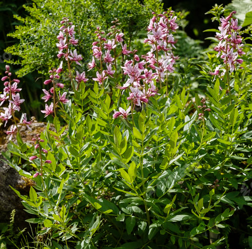 Preview: Dictamnus Albus - Bush Of Moses, The Burning Bush In Garden