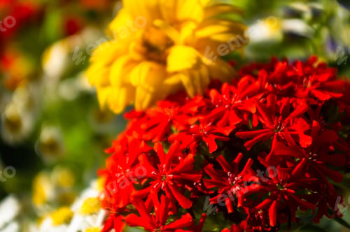 Preview: A Bouquet Of Bright Spring Flowers Of Various Types