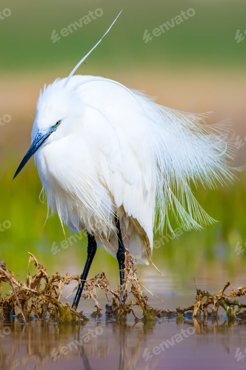 Preview: White Heron. Nature Background.