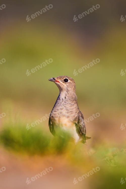 Preview: Cute Bird Collared Pratincole. Warm Colors Nature Background. Collared Pratincole / Glareola