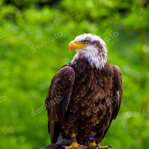 Preview: Bald Eagle