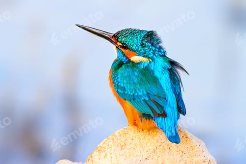Preview: Kingfisher. Blue Natural Background.