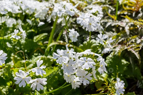 Preview: White Flowers Primula (Sort Primula Sieboldii E.Morren) In Summer Or Spirng Garden