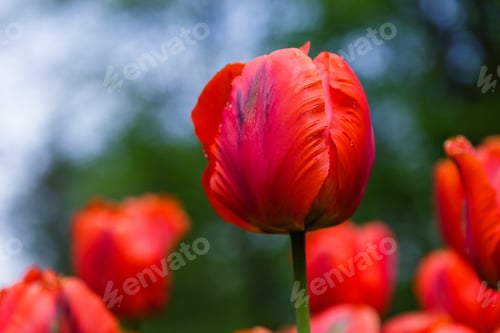 Preview: Red Flower Of Tulip Sort Parrot (Rococo). Hybrids Of Tulips - A Beautiful Spring Bulbs. Growing