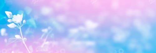 Preview: White Jasmine. The Branch Delicate Spring Flowers