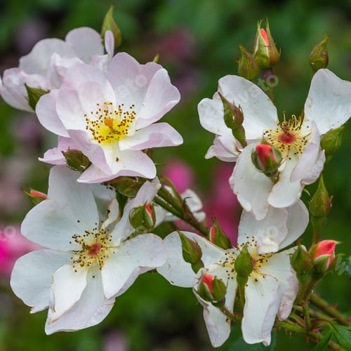 Preview: Pink Roses On A Natural Background. Growing Roses In The Garden. Pink Rose Flowers On The Rose Bush
