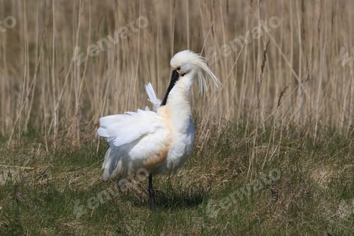 Preview: Eurasian Or Common Spoonbill In Nature Island Texel,Holland