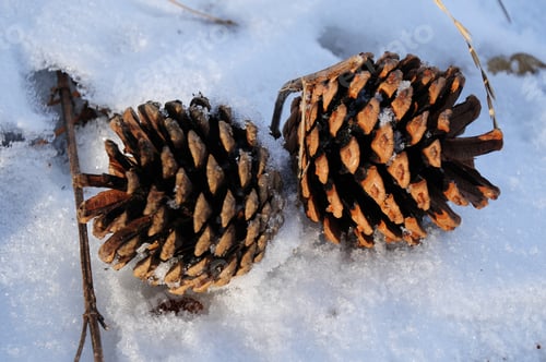 Preview: Pine Cones On The Snow