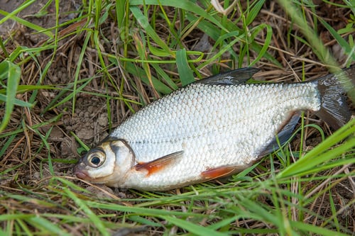 Preview: Close Up View Of The Just Taken From The Water Freshwater White Bream Or Silver Fish Known As