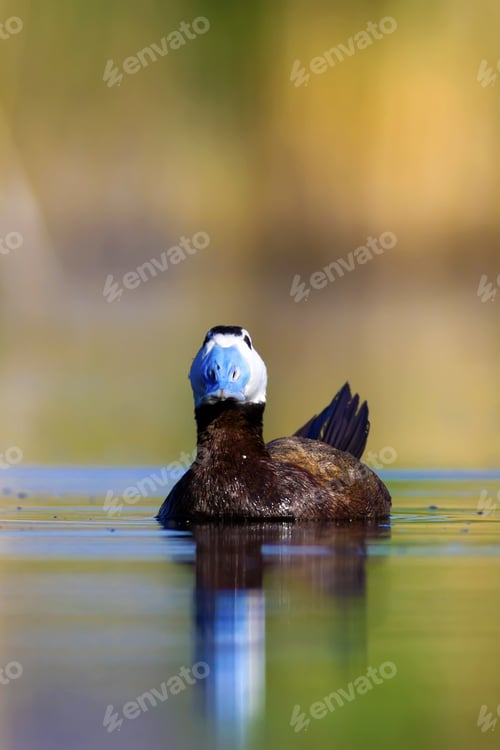 Preview: Swimming Duck. Colorful Nature Background. Bird: White Headed Duck. Oxyura Leucocephala.