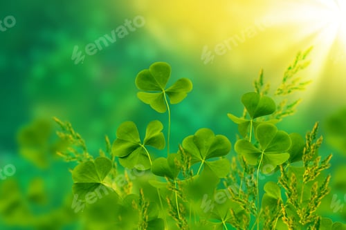 Preview: Green Clover Leaves On A Background Summer Landscape. St.Patrick 'S Day. Lucky Irish Four Leaf