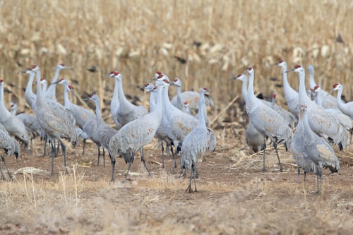 Preview: Sandhill Crane Bosque Del Apache Wildlife Reserve New Mexico Usa