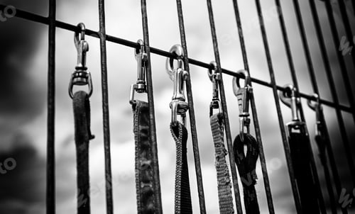 Preview: Straps To Walk Dogs Safely, Detail Of Objects To Walk Dogs