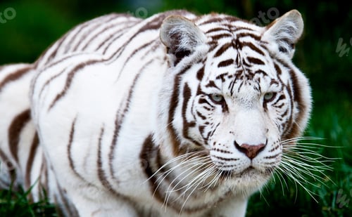 Preview: White Bengal Tiger