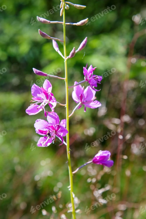 Preview: Chamaenerion Angustifolium In Natural Background. Fireweed Or Great Willowherb Or Rosebay