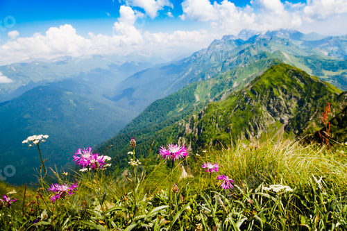 Preview: Beautiful Mountain Landscape With Alpine Meadows, Herbs And Flowers. Sky, Clouds, Mountains.