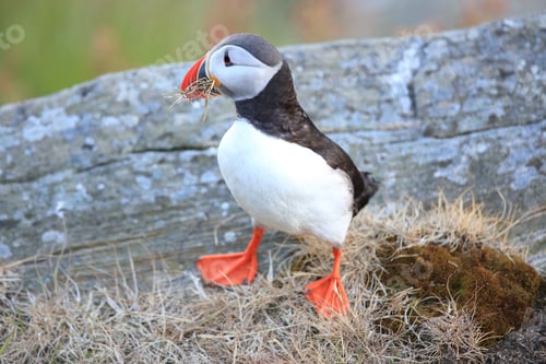 Preview: Atlantic Puffin Or Common Puffin, Fratercula Arctica, Norway