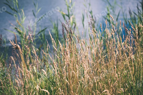 Preview: Beautiful Grass Bents On The Background Of Blue Water In Summer - Vintage Film Effect