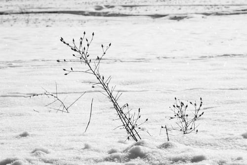 Preview: Abstract Snow Shapes With Dried Plants