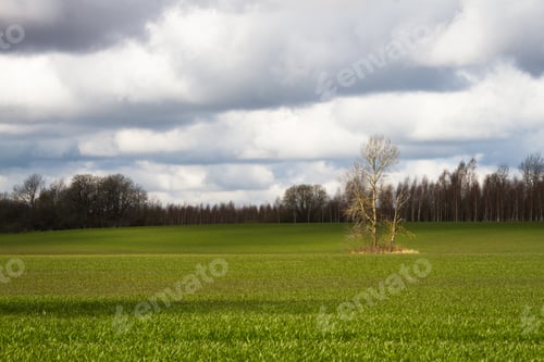 Preview: Processed Cereal Fields In Spring