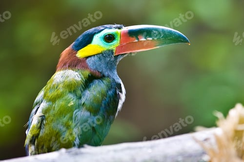 Preview: Beautiful Tucan, Sitting On A Branch