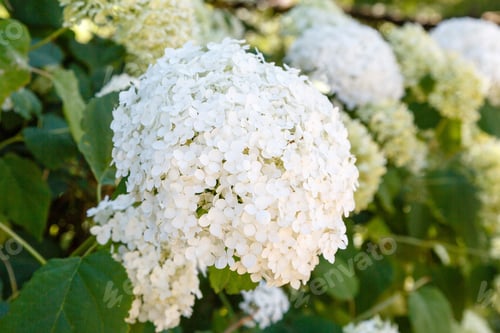 Preview: Hydrangea Tree With White Spherical Inflorescences. Beautiful White Hydrangea Flowers In Summer