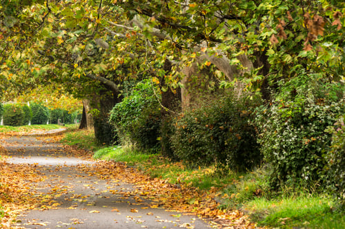 Preview: Wide Trail With Foliage In The Shade Of Autumn Trees