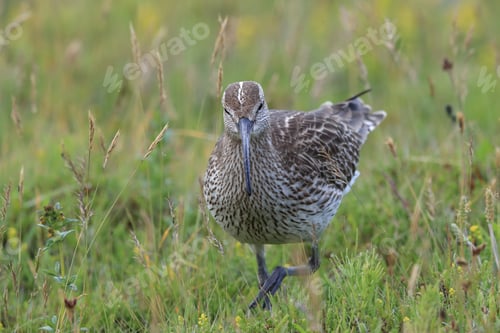 Preview: Whimbrel (Numenius Phaeopus) Iceland