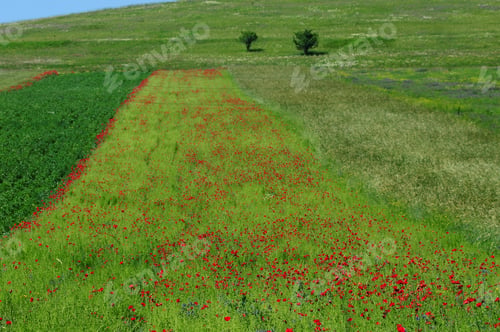 Preview: Wonderful Field Landscape