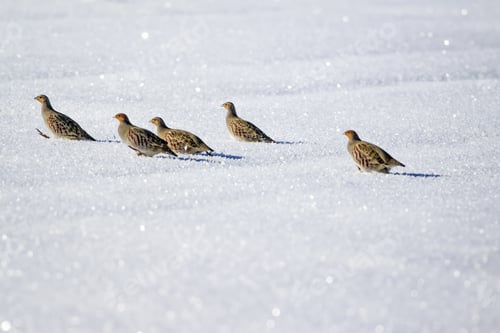 Preview: Partridges. Winter Nature Background. Grey Partridge. Perdix Perdix.