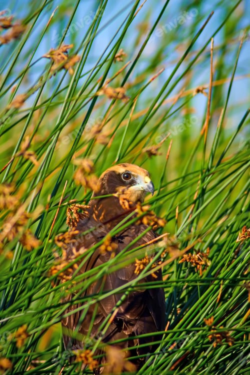 Preview: Black Hawk. Green Nature Background.