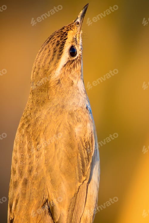 Preview: Cute Little Bird. Yellow Nature Background.