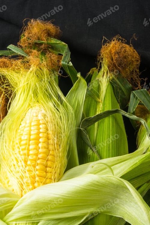 Preview: Fresh Corn On Cobs On Black Background, Closeup