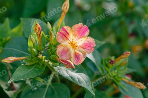 Preview: Mirabilis Jalapa Or Four O'Clock Flower In Summer Garden