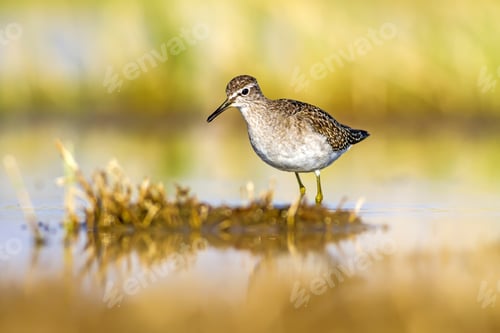 Preview: Water And Bird. Sandpiper. Colorful Nature Background. Bird: Wood Sandpiper. Tringa Glareola.