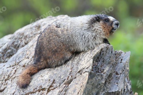 Preview: Marmot Alberta Canada