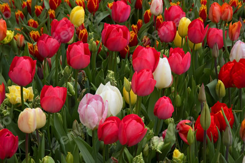 Preview: Tulips On The Open Field In Mixed Colors, Red, White, Orange, Yellow, Pink And Purple