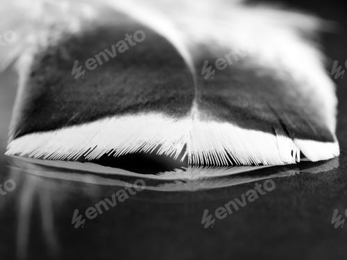 Preview: Black And White Photo Of Rooster Feather With Details And Reflexions