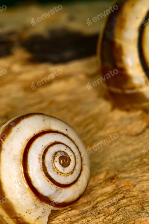 Preview: Snail Shell. Natural Colors And Background.