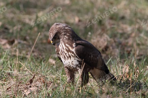 Preview: Common Buzzard (Buteo Buteo) Germany