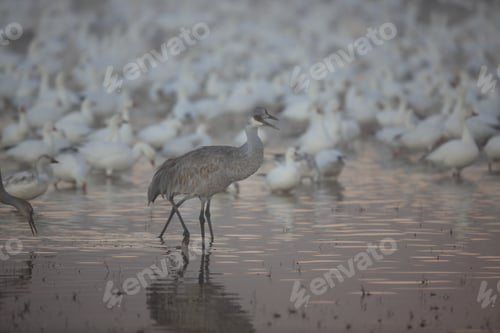 Preview: Sandhill Crane Bosque Del Apache Wildlife Reserve New Mexico Usa