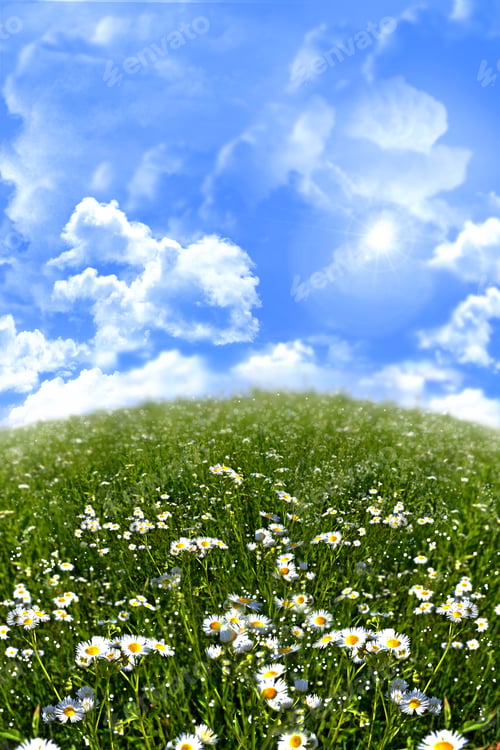 Preview: Summer Landscape. Wildflowers.