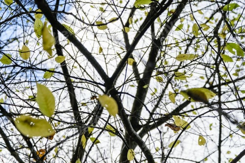 Preview: Autumn Gold Colored Tree Leaves In The Park. Sunny Fall Day With Sun Rays And Shadows