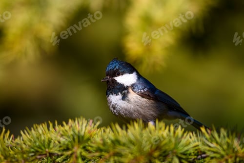 Preview: Coal Tit. Cute Bird In Tree. Green Nature Background.
