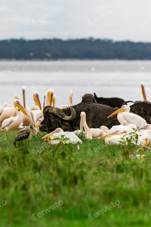 Preview: Great White Pelicans And Buffalos In Lake Nakuru National Park - Kenya, Africa.
