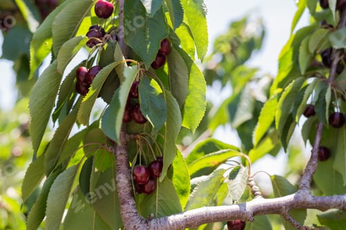 Preview: Cherry Picking At Bustan Bereshit In The Golan Heights, Israel