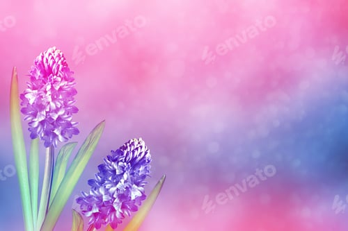 Preview: Bright And Colorful Flower Of Hyacinth On The Background Of The Spring Landscape